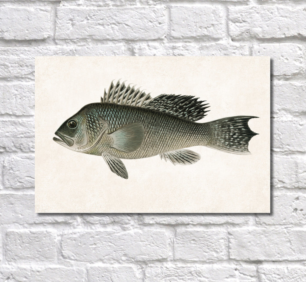 Sea Bass Fishing Print, Angling Wall Art 0593