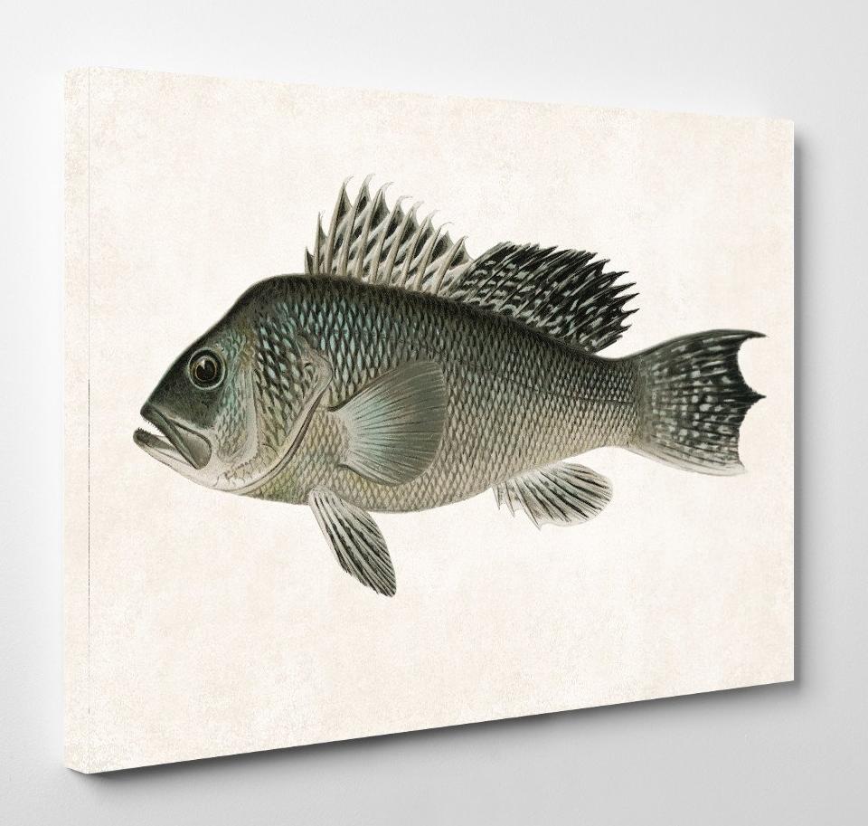 Sea Bass Fishing Print, Angling Wall Art 0593