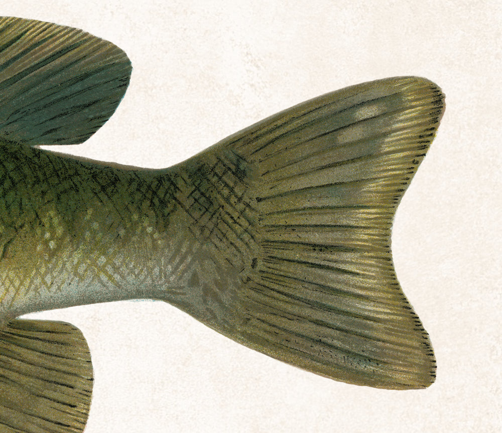 Small Mouthed Bass Fishing Print, Angling Wall Art 0595