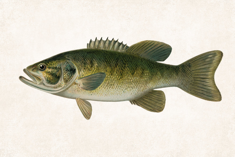 Small Mouthed Bass Fishing Print, Angling Wall Art 0595