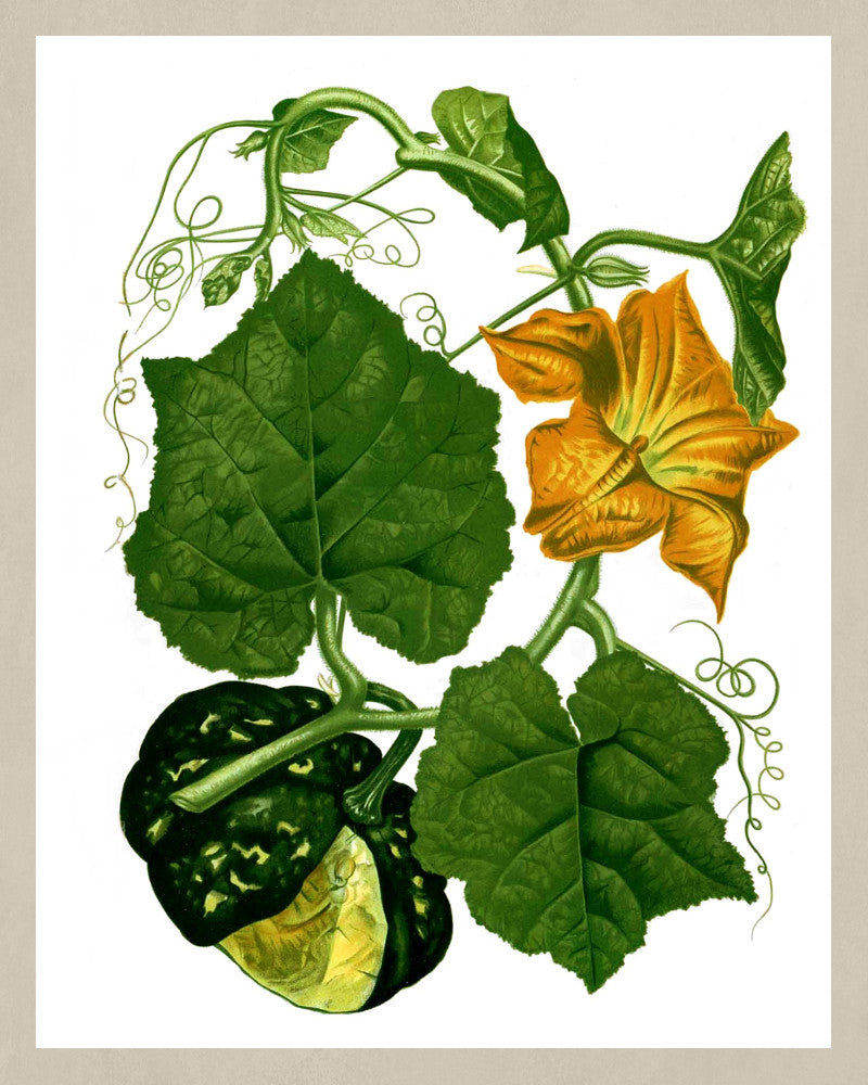 Squash Print Vintage Botanical Sketch Poster Art