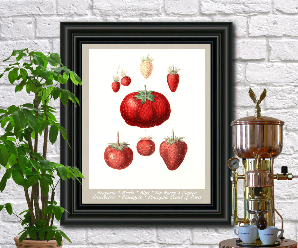 Strawberries Print Vintage Botanical Illustration Poster Art - OnTrendAndFab