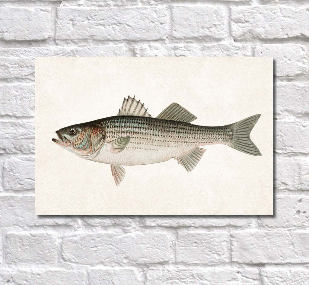 Striped Bass Fishing Print, Angling Wall Art 0594