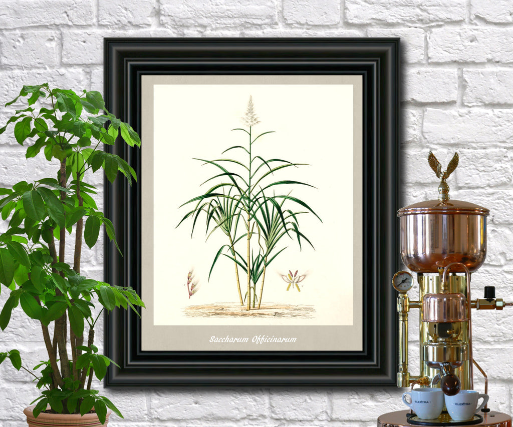 Sugarcane Print Vintage Botanical Illustration Poster Art - OnTrendAndFab