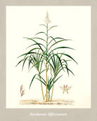 Sugarcane Print Vintage Botanical Illustration Poster Art - OnTrendAndFab