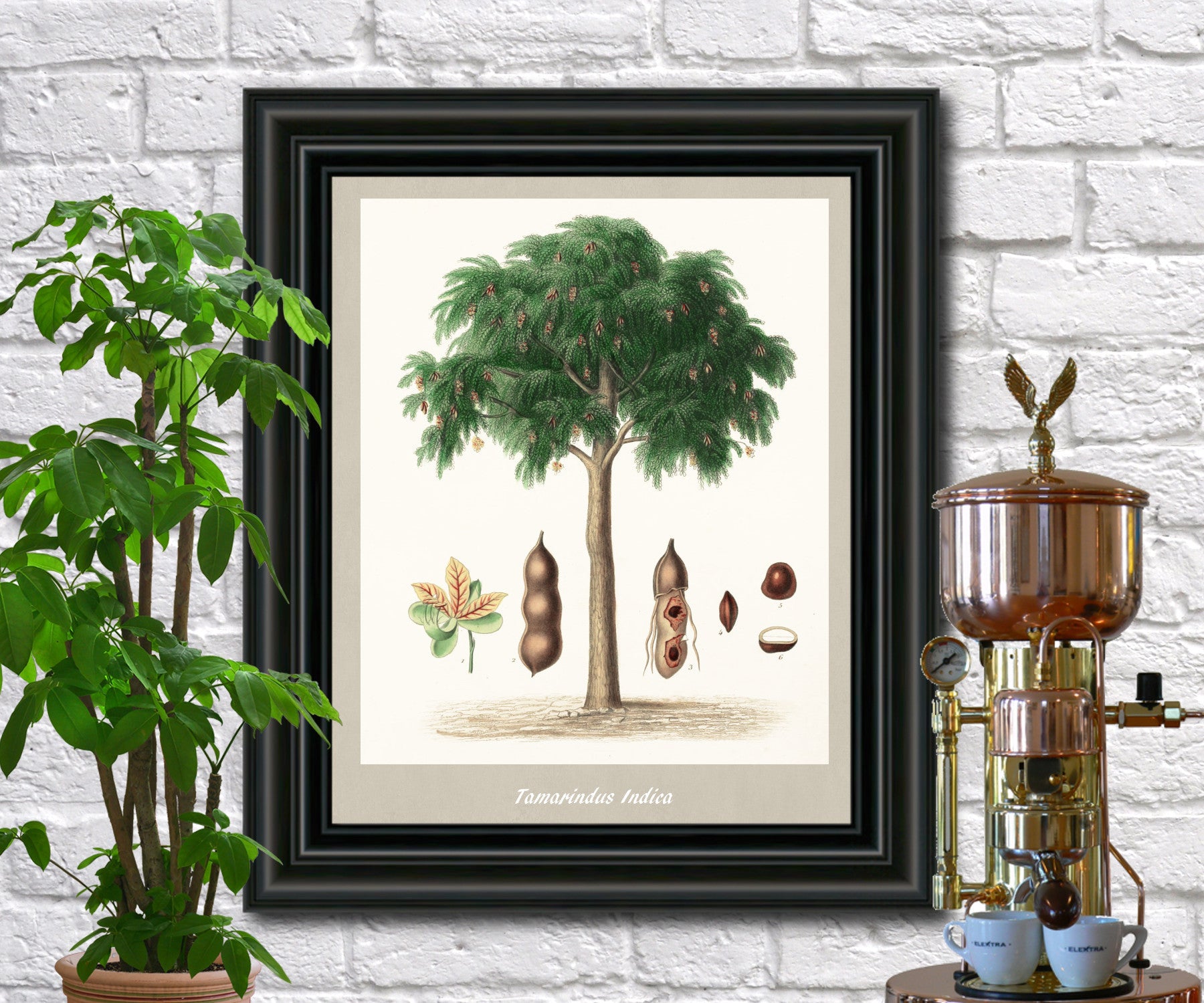 Tamarind Print Vintage Botanical Illustration Poster Art - OnTrendAndFab