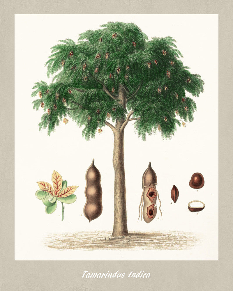 Tamarind Print Vintage Botanical Illustration Poster Art - OnTrendAndFab