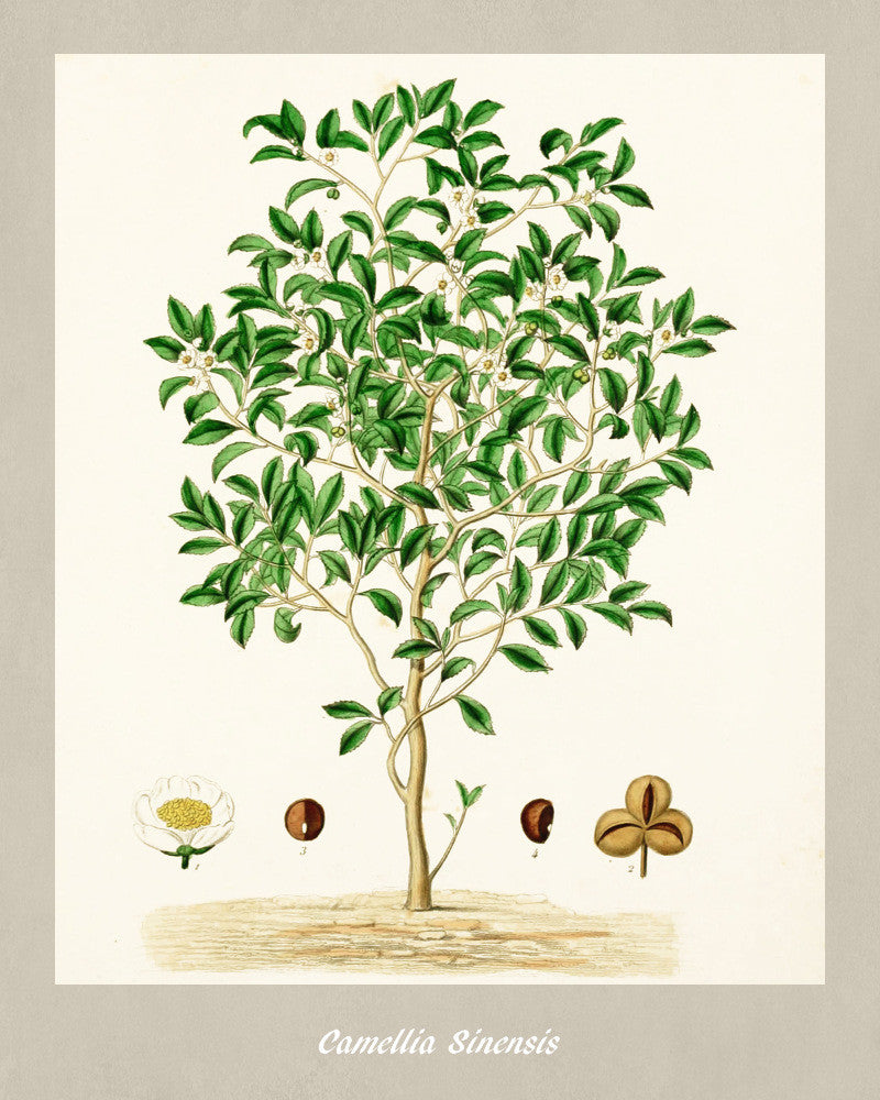 Tea Plant Print Vintage Botanical Illustration Poster Art - OnTrendAndFab