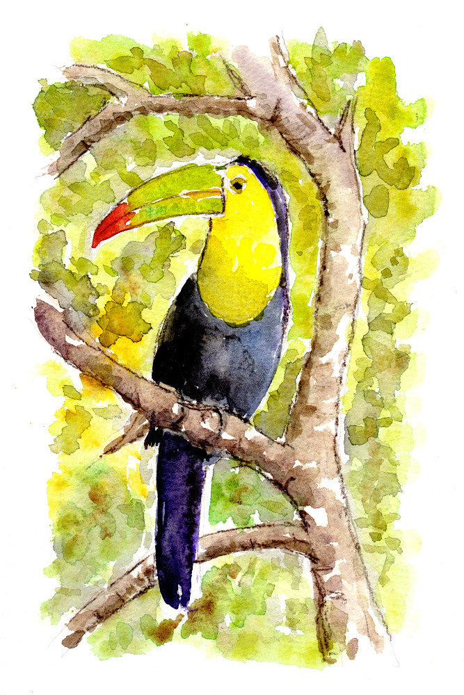 Toucan Watercolour Print, Andi Lucas Wildlife Art