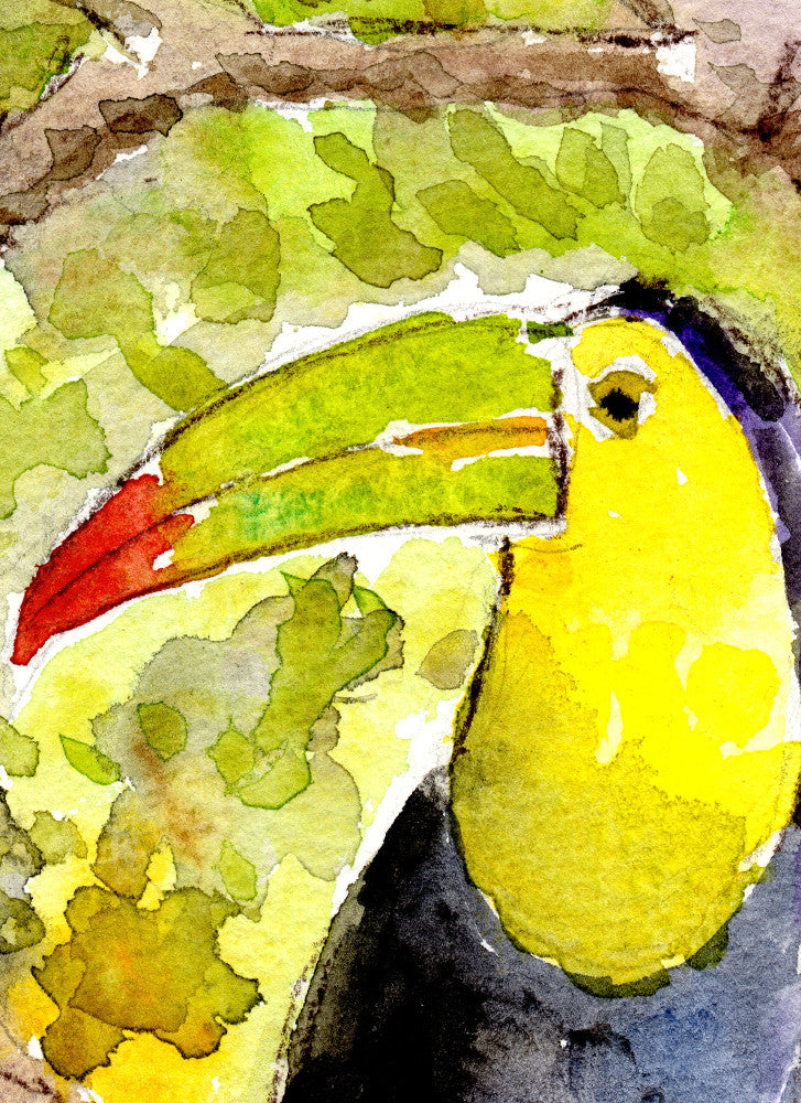 Toucan Watercolour Print, Andi Lucas Wildlife Art