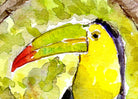 Toucan Watercolor Painting Tropical Bird Painting Framed by Andi Lucas