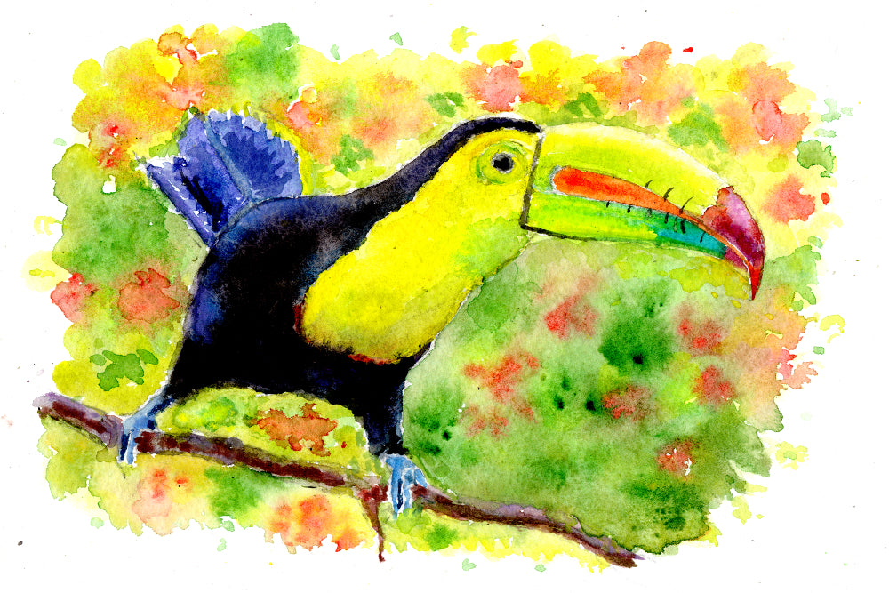 Toucan Watercolour Print, Andi Lucas Bird Wildlife Art