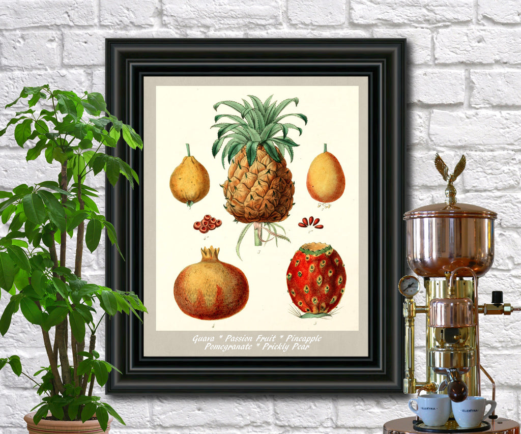 Tropical Fruit Print Vintage Botanical Illustration Poster Art - OnTrendAndFab