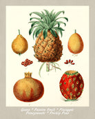 Tropical Fruit Print Vintage Botanical Illustration Poster Art - OnTrendAndFab