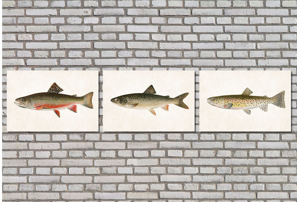 Trout Fishing Prints Set 3 Angling Wall Art 0590