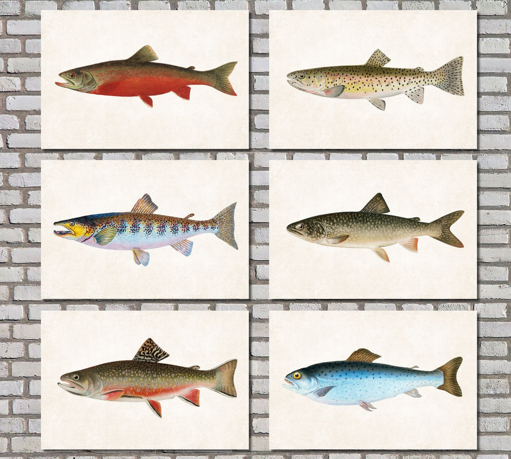 Trout Fishing Prints Set 6 Angling Wall Art 0588