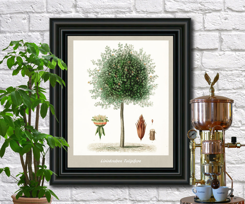 Tulip Tree Print Vintage Botanical Illustration Poster Art - OnTrendAndFab