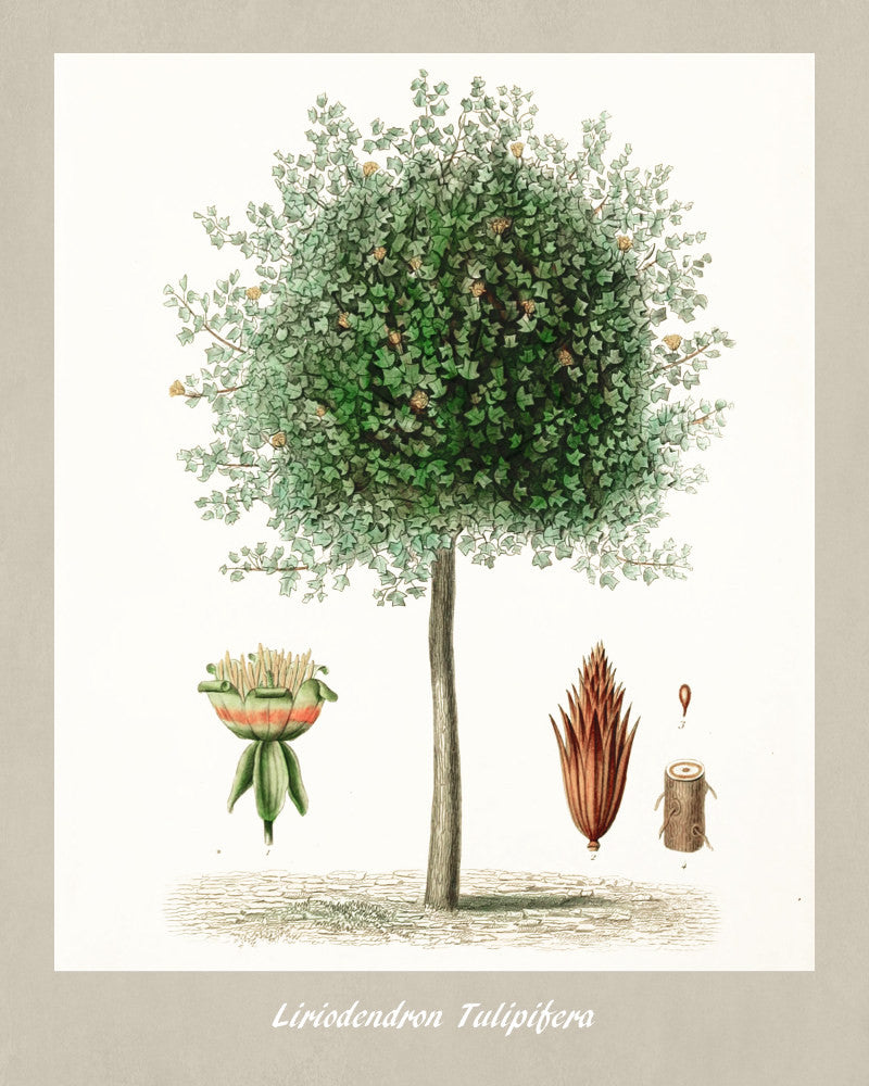 Tulip Tree Print Vintage Botanical Illustration Poster Art - OnTrendAndFab