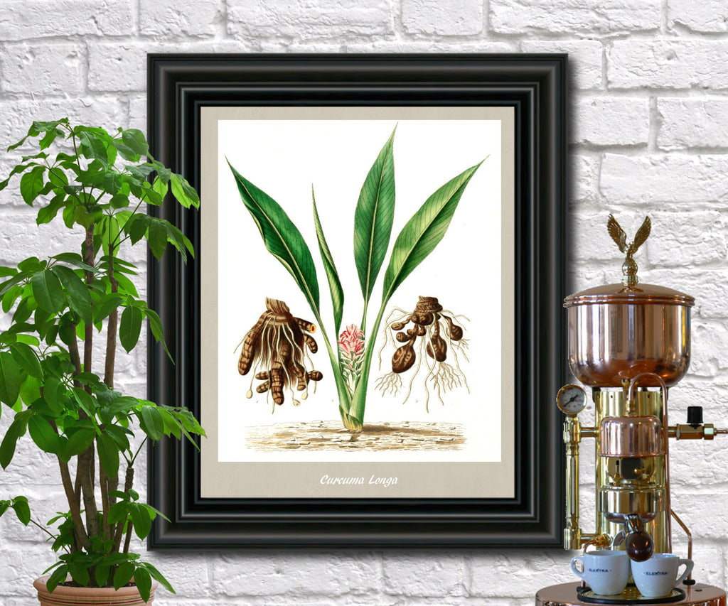 Turmeric Print Vintage Botanical Illustration Poster Art - OnTrendAndFab