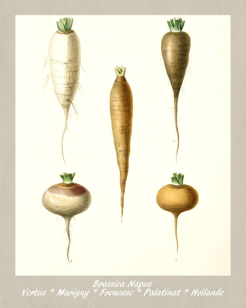 Turnip Print Vintage Botanical Illustration Poster Art - OnTrendAndFab