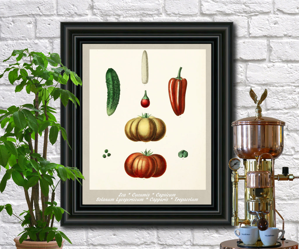 Vegetables Print Vintage Botanical Illustration Poster Art - OnTrendAndFab