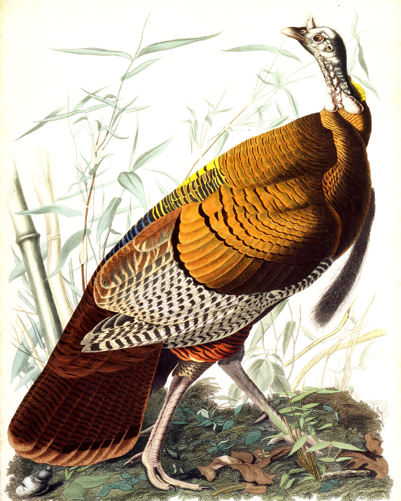 Wild Turkey Illustration Print Vintage Bird Sketch Art 0409