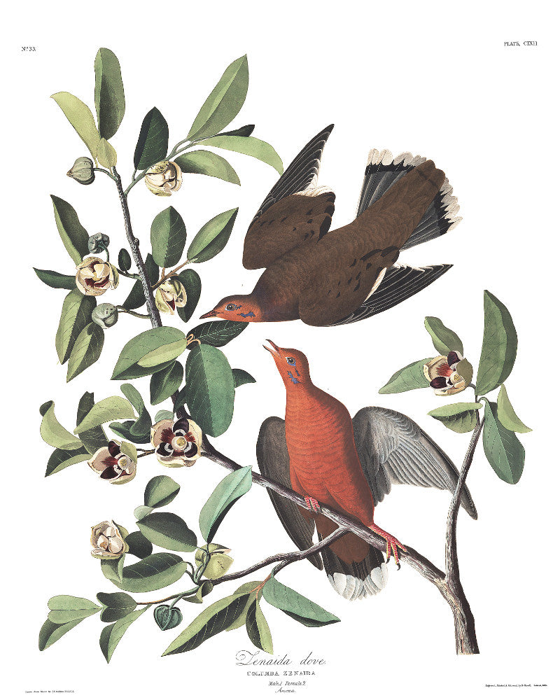 Zenaida Dove Illustration Print Vintage Bird Sketch Art 0482